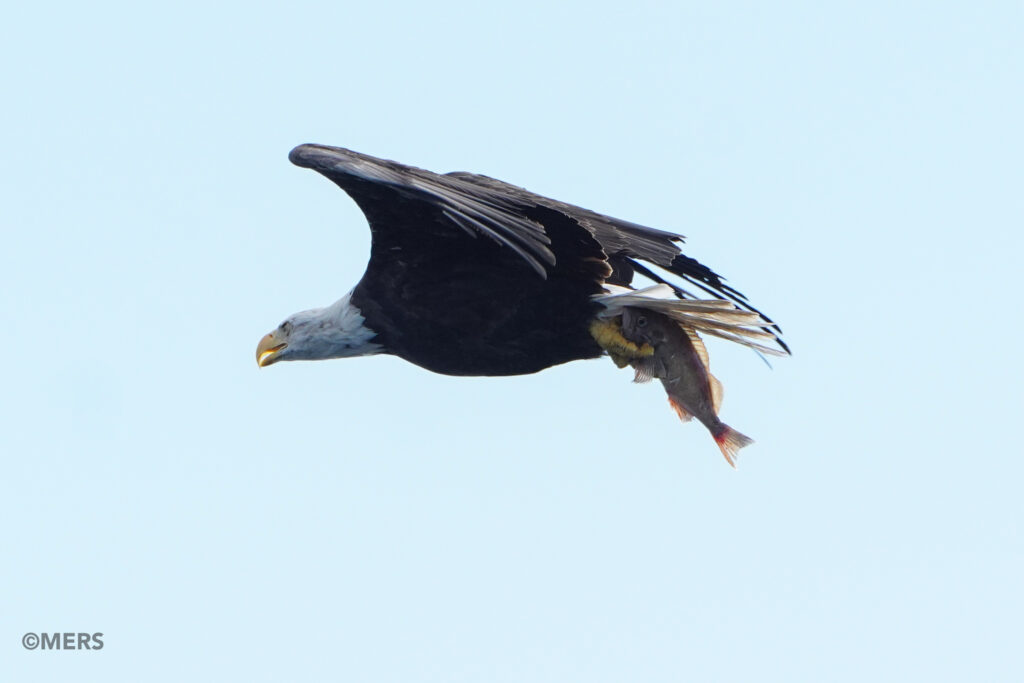 DSC04212